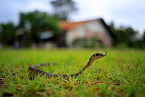 Indochinese rat snake (Ptyas korros) in garden, Koh Chang, Thailand.