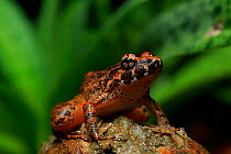 Koh Chang Wart Frog (Limnonectes kochangae) from riparian forest, Koh Chang Island, Thailand. Wet season.