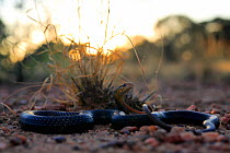 Lesser black whipsnake (Demansia vestigiata) at sunset, Normanton, Gulf of Carpenteria, north-western Queensland, Australia. Wet season.