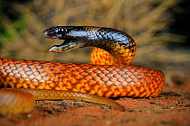 Mengden&#39;s brown snake (Pseudonaja mengdeni) male in threat posture, Alice Springs, Northern Territory, Australia.