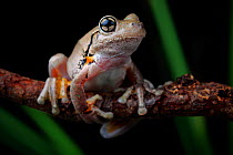 Peron&#39;s tree frog (Litoria peronii) female, in garden, Melbourne, Australia. April.