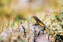 Lizard (Liolaemus bellii), Farellones, Chile. Endemic.