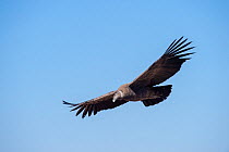 Andean condor (Vultur gryphus) juvenile, Farellones, Chile.