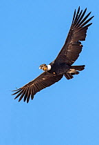 Andean condor, (Vultur gryphus) against blue sky, Farellones, Chile.