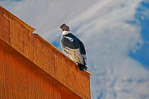 Andean condor, (Vultur gryphus) male, Farellones, Chile .