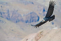 Andean condor, (Vultur gryphus), Farellones, Chile.