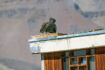 Andean condor, (Vultur gryphus), on building, Farellones, Chile.