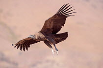 Andean condor (Vultur gryphus) juvenile in flight, Farellones, Chile.