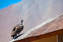 Andean condor (Vultur gryphus) juvenile on building, Farellones, Chile.