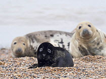 Rare melanistic Grey seal (Halichoerus grypus) pup, Horsey, Norfolk. Less than one in 400 pups born annually are melanistic, usually the pups are a creamy white in colour.