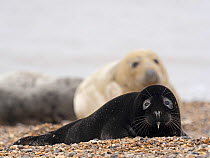 Rare melanistic Grey seal (Halichoerus grypus) pup, Horsey, Norfolk, England, UK, February. Less than one in 400 pups born annually are melanistic, usually the pups are a creamy white in colour.