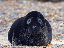 Rare melanistic Grey seal (Halichoerus grypus) pup, Horsey, Norfolk, England, UK, February. Less than one in 400 pups born annually are melanistic, usually the pups are a creamy white in colour.