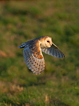 Barn owl (Tyto alba) in flight hunting over a meadow close, Holt, North Norfolk, England, UK, February.