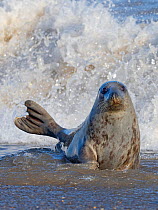 Grey seal (Halichoerus grypus) female in surf, Horsey, Norfolk, England, UK, February.