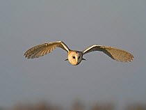 Barn owl (Tyto alba) in flight, Holt, North Norfolk, England, UK, February.