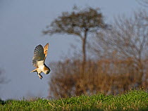 Barn owl (Tyto alba) hunting over a meadow close to Holt, North Norfolk, England, UK, February.