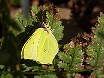 Common brimstone butterfly (Gonepteryx rhamni) male North Norfolk, England, UK. February
