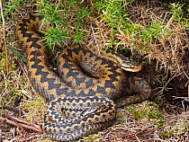 Common European adder (Vipera berus) male and female warming up in sun trap on heath, Holt, North Norfolk, England, UK. March.