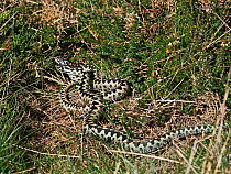 Common European adder (Vipera berus) two males fighting over a female, Holt, North Norfolk, England, UK. April.