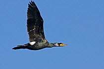 Great cormorant (Phalacrocorax carbo) adult breeding in flight North Norfolk, England, UK. January.