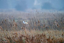Barn owl (Tyto alba) hunting over a meadow North Norfolk, England, UK. February.