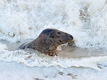 Grey seal (Halichoerus grypus) in surf, North Norfolk, England, UK. January.