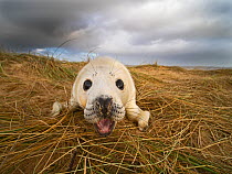 Grey seal (Halichoerus grypus) pup lying on dunes, North Norfolk, England, UK. January.