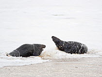 Grey seal (Halichoerus grypus) two bulls fighting in surf, North Norfolk, England, UK. January.