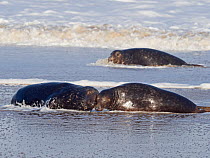 Grey seals (Halichoerus grypus) three in surf North Norfolk, England, UK. January.