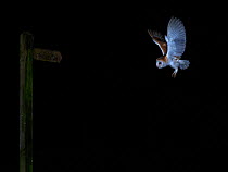 Barn owl (Tyto alba) flying at night near footpath sign, North Norfolk, England, UK. January.