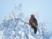 Golden eagle (Aquila chrysaetos) perched on snowy branch, northern Finland. January.