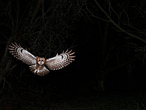 Tawny owl (Strix aluco) hunting at night, North Norfolk, England, UK. February.
