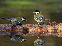 Great tit (Parus major) two on log in pond, one in aggressive posture, in garden, Norfolk, England, UK. February