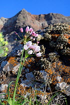 Rosy garlic (Allium roseum), flowering below Famara cliffs, Lanzarote, Canary Islands, February.