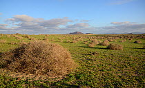 Steppe scrubland on Teguise Plain, Lanzarote, Canary Islands, February 2018.