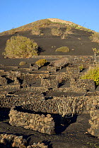 Grape vines growing on land covered with volcanic ash &#39;lapilli&#39; protected from wind by low, curved walls &#39;zocos&#39;, La Geria region, Lanzarote, Canary Islands, February 2018.