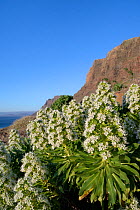 White tajinaste (Echium decaisnei purpuriense / Echium famarae), a subspecies endemic to Lanzarote, flowering on a coastal hillside, Famara, Lanzarote, Canary Islands, February.