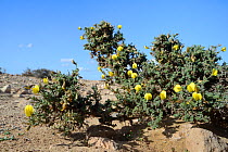 Yellow restharrow (Ononis hesperia / Onis natrix hesperia) flowering on a coastal headland, Lanzarote, Canary Islands, February.