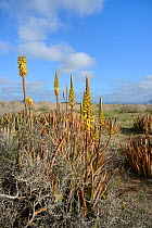 Aloe vera, an Arabian plant cultivated for medicinal uses, flowering wild on steppe scrubland on Teguise Plain, Lanzarote, Canary Islands, February.