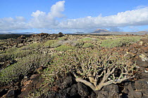 Balsam spurge / Sweet tabaiba (Euphorbia balsamifera) bushes growing on ancient lava flows with Monte Corona volcanic peak in the background, Malpais de la Corona, Lanzarote, Canary Islands, February.