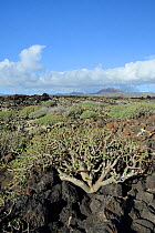 Balsam spurge / Sweet tabaiba (Euphorbia balsamifera) bushes growing on ancient lava flows with Monte Corona volcanic peak in the background, Malpais de la Corona, Lanzarote, Canary Islands, February.