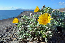 Canary fleabane (Pulicaria canariensis) a rare species endemic to Lanzarote and Fuerteventura, flowering on volcanic cliff top at Punta de Papagayo, Los Ajaches National Park, Lanzarote, Canary Island...