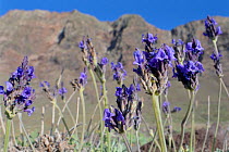 Fernleaf / Jagged lavender (Lavandula pinnata), endemic to the Canaries and Madeira, flowering below Famara cliffs, Lanzarote, Canary Islands, February.