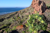 King Juba&#39;s spurge (Euphorbia regis-jubae) and Balsam spurge (Euphorbia balsamifera), flowering below Famara cliffs, Lanzarote, Canary Islands, February.