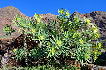 King Juba&#39;s spurge (Euphorbia regis-jubae), flowering below Famara cliffs, Lanzarote, Canary Islands, February.