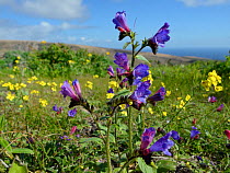Lanzarote bugloss (Echium lanzarottense / lancerottense), an endemic species to the island, and Canary crucifer (Erucastrum canariense) a Canaries endemic, flowering near Haria, Lanzarote, Canary Isla...