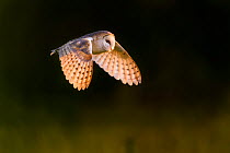 Barn owl (Tyto alba) in flight. Suffolk, UK. June