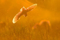 Barn owl (Tyto alba) in flight diving down onto prey in marshland, backlit by the setting sun. Suffolk, UK. June