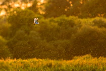 Barn owl (Tyto alba) in flight, bringing prey back to the nest for its chicks at sunset. Suffolk, UK. June