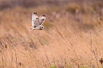Short-eared owl (Asio flammeus) hunting over rough grassland. Durham, UK. February. Cropped